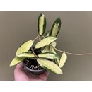 Hoya Acuta Yellow Variegated