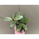 Hoya crassipetiolata Splash