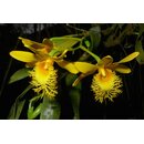 Dendrobium brymerianum