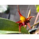 Bulbophyllum papulosum Babyplant
