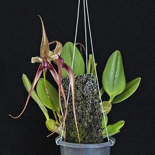 Bulbophyllum Khoon Meng
