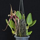 Bulbophyllum Khoon Meng
