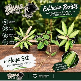 Hoya Rarit�ten-Bundle (3er-Set)