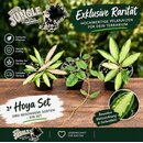 Hoya Rarit�ten-Bundle (3er-Set)