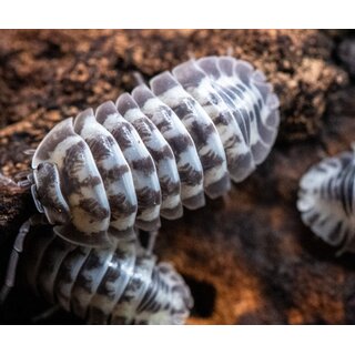 Armadillidium gestroi Milky Way