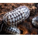 Armadillidium gestroi Milky Way
