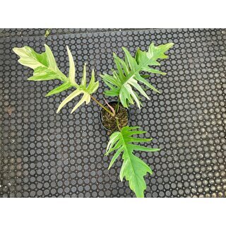 Philodendron golden dragon variegata
