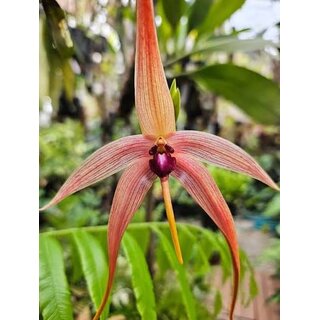 Bulbophyllum fascinator x echinolabium