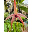 Bulbophyllum fascinator x echinolabium
