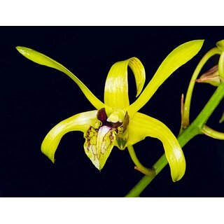 Dendrobium calophyllum