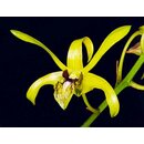 Dendrobium calophyllum