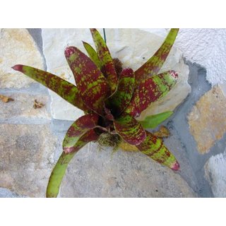 Neoregelia red spotted