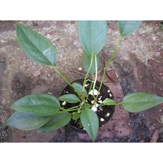 Anthurium scandens