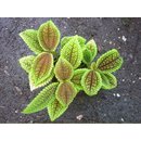 Pilea involucrata