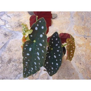 Begonia maculata
