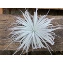 Tillandsia tectorum M