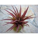 Tillandsia capitata