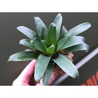 Vriesea racinae 