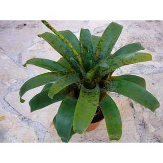 Vriesea racinae 