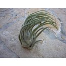 Tillandsia seleriana