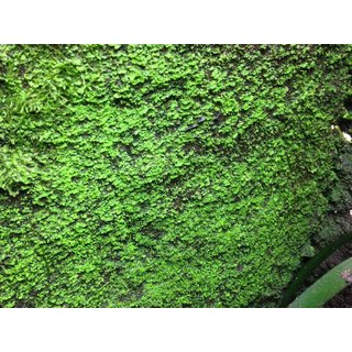 10 Liter Ben´s Rainforest Background composition