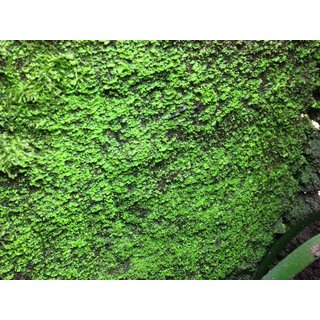 10 Liter Bens Rainforest Background composition