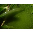 10 Liter Ben´s Rainforest Background composition
