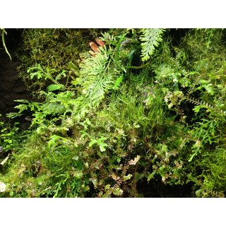 5 Liter Bens Rainforest Background composition