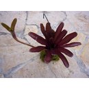 Neoregelia schultesiana purple red (bromelie)