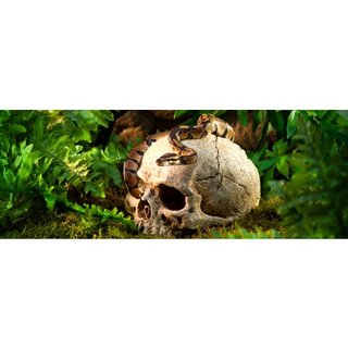 Exo Terra Primate Skull Primaat