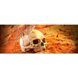 Exo Terra Primate Skull Primaat