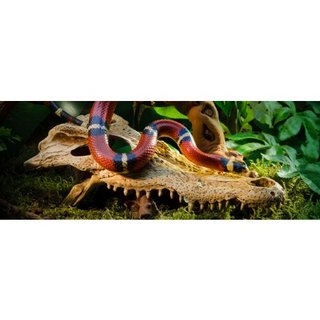 Exo Terra Crocodile Skull