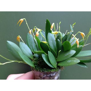 Pleurothallis (Specklinia) corniculata