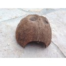 Kokosnusschale (Laichhäusschen)