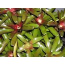 Neoregelia schultesiana Fireball