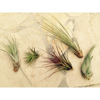 Tillandsien Mix (5Stck)