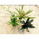Angebot  3 Bromelien