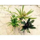  Angebot  3 Bromelien