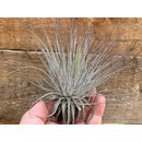 Tillandsia magnusiana L
