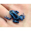 Dendrobates auratus Blau