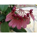 Bulbophyllum eberhardtii