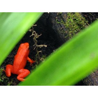 Mantella aurantiaca