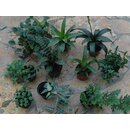 Bens Pflanzensortiment 50er Wrfel