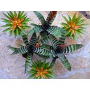 Bromeliensortiment Theresa/Splendens (6 Bromelien)