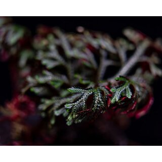 ANGEBOT Selaginella erythropus