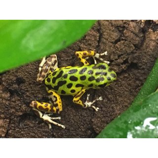 Oophaga pumilio Colon
