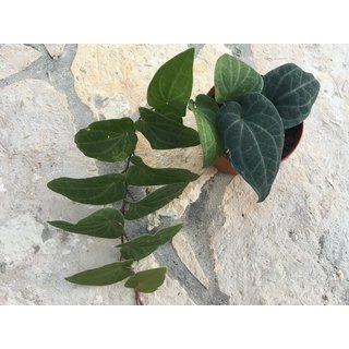 Marcgravia spec. Peru