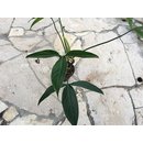 Philodendron spec. Costa Rica