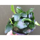 Anubias barteri var. nana Petite (Bonsai)