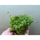 Hemianthus callitrichoides 